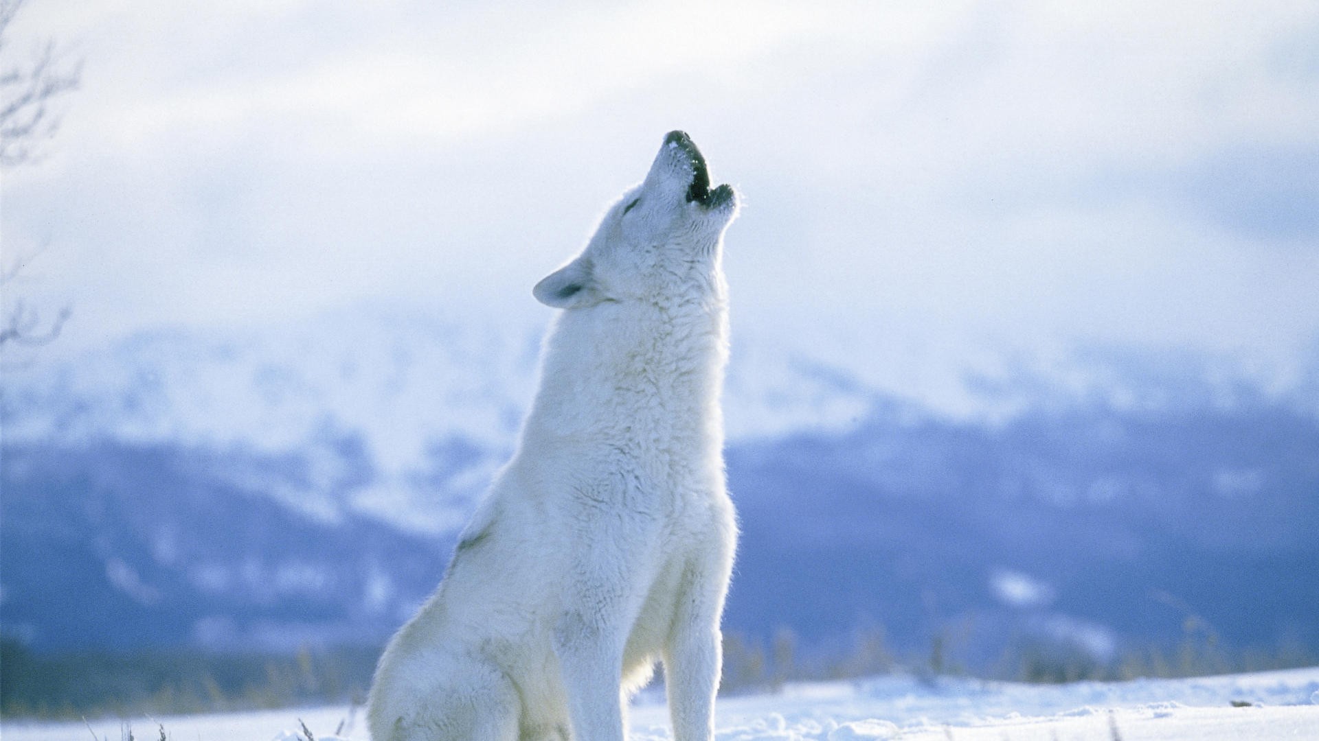 The sound of howl of Wolf white wolf