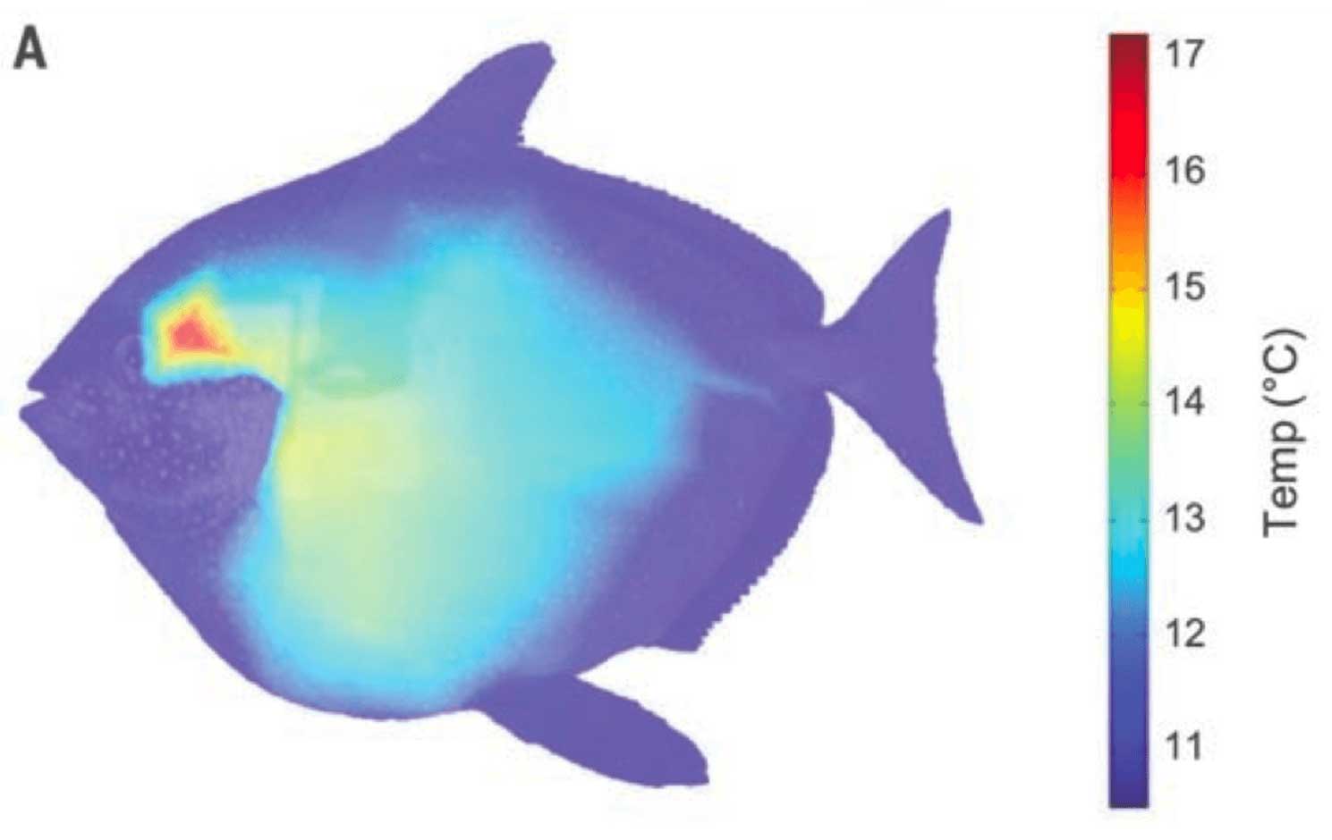 Moonfish-body-temperature