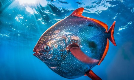 Moonfish swimming in blue ocean waters