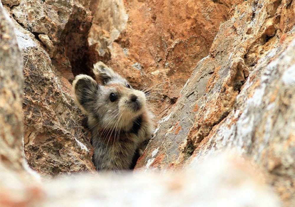 Ochotona iliensis the magic rabbit in China 2