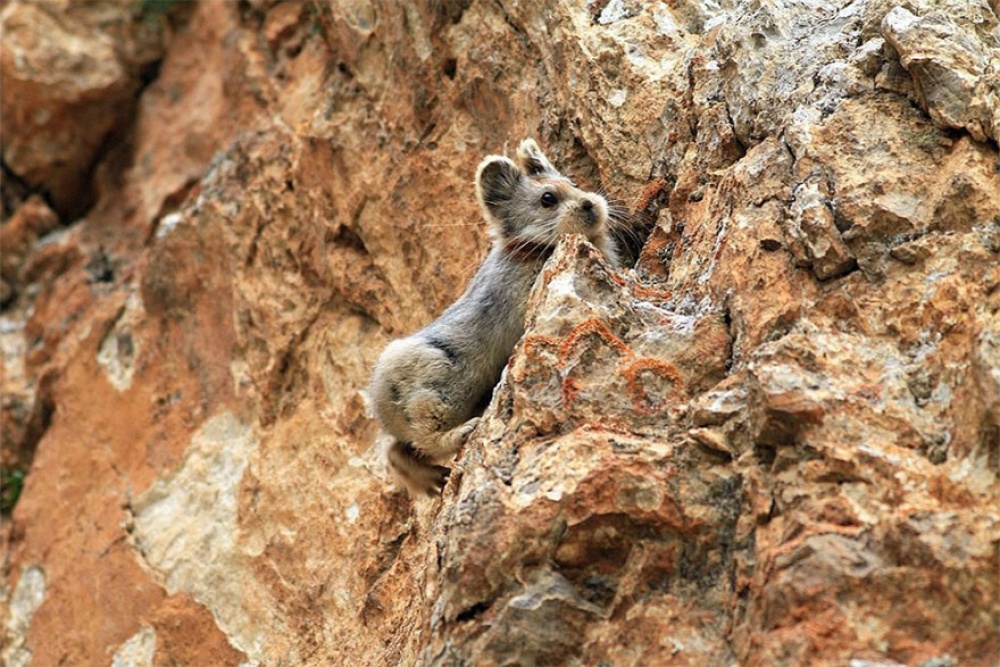 Ochotona iliensis the magic rabbit in China 3