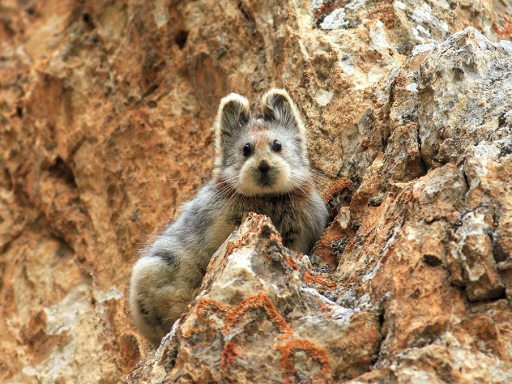 Ochotona iliensis the magic rabbit in China