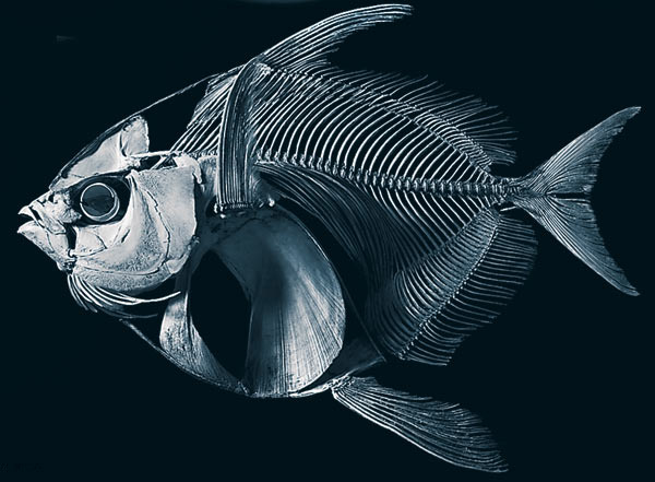 Skeleton and Structure of moonfish