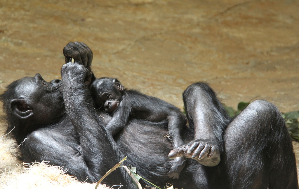 baby bonobo on his sleeping on his mother