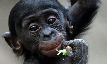 bonobo small ape with big eyes eating