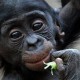 bonobo small ape with big eyes eating
