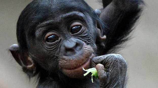 bonobo small ape with big eyes eating