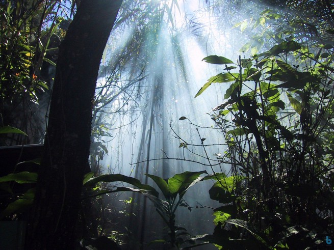 jungle_dreaming lights going through forest