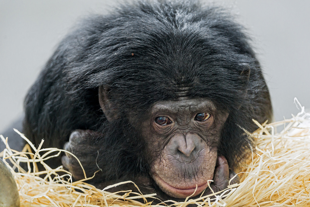 sad bonobo ape
