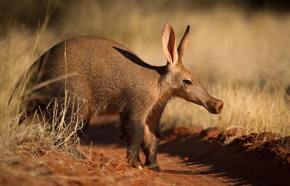 Aardvark - 35 million years ago