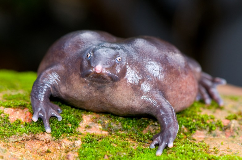 Indian purple frog - 135 million years ago