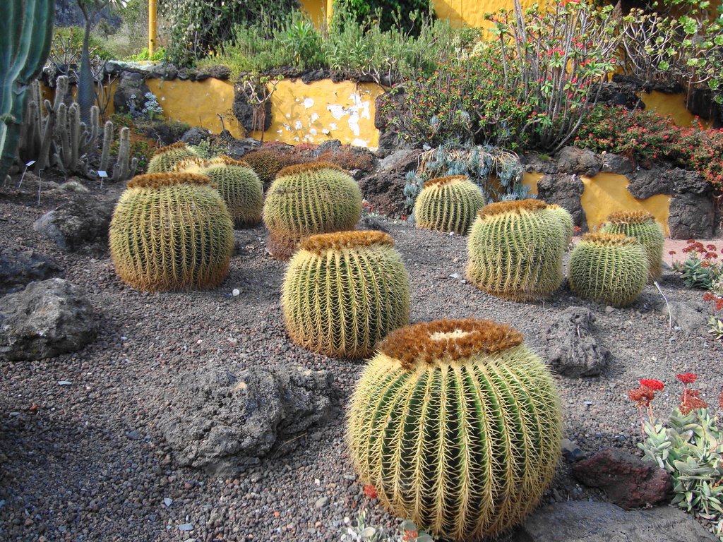 The Canario Garden (Jardin Canario), Canary Islands 3