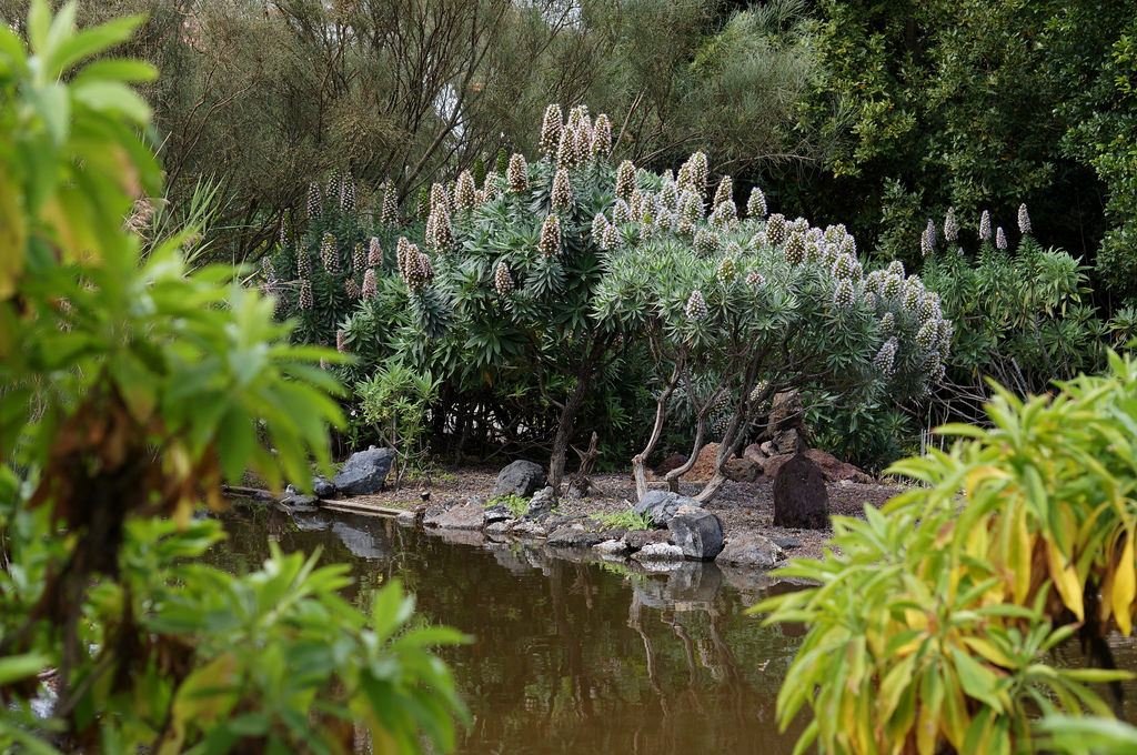 The Canario Garden (Jardin Canario), Canary Islands