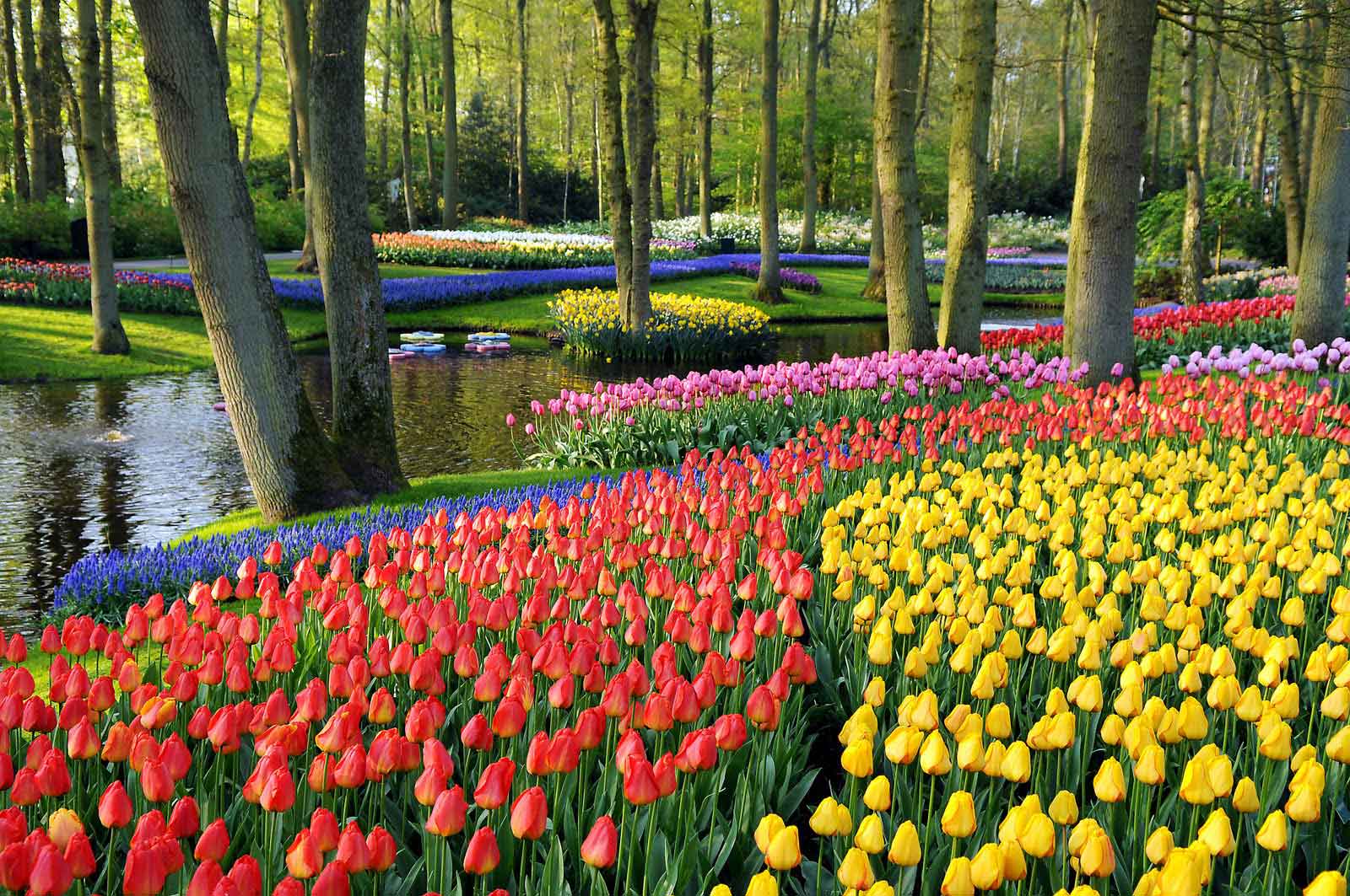 The-Garden-Keukenhof,-Netherlands-2