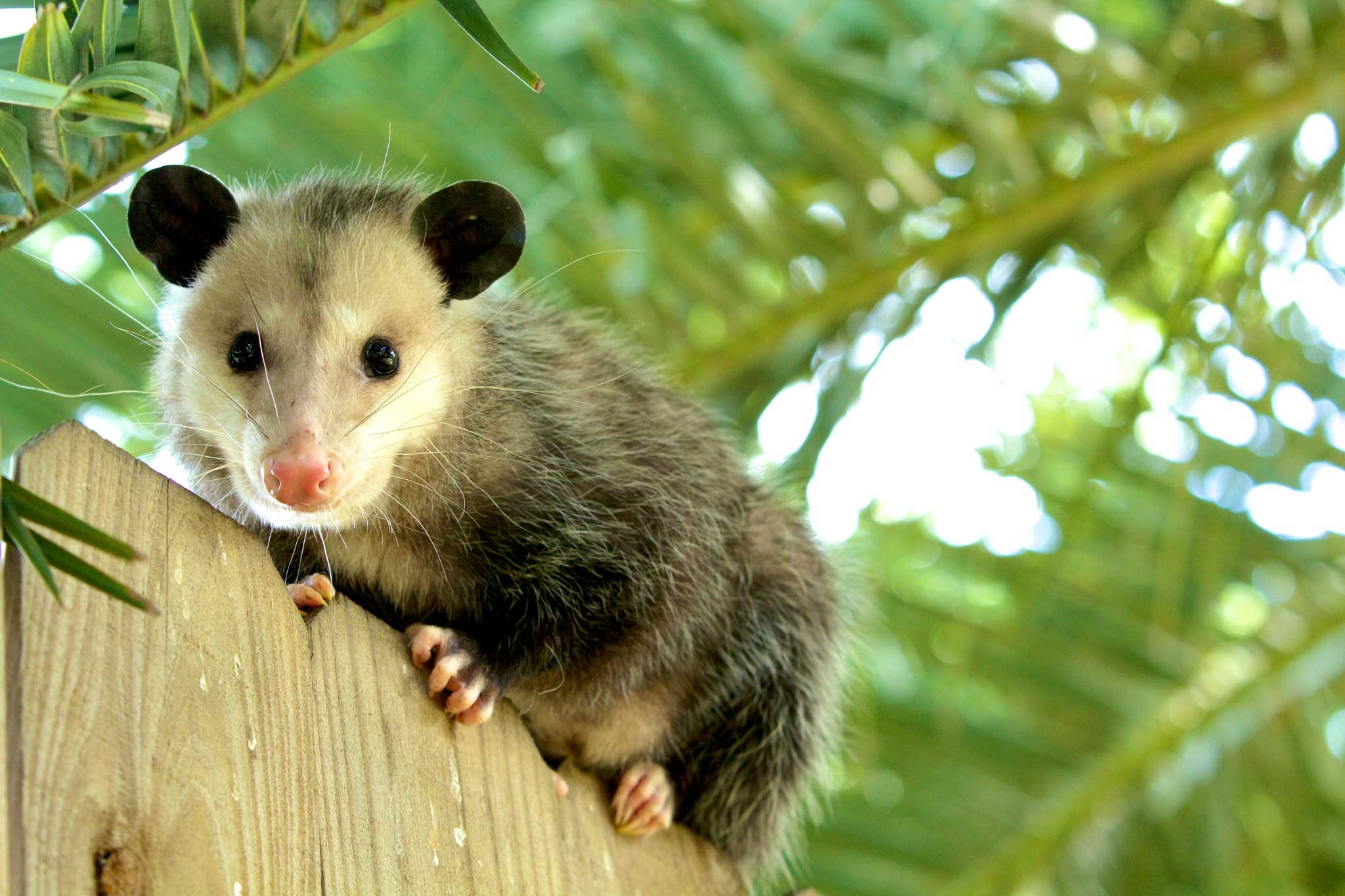 Virginia-opossum 70-million-years-ago Surprisingly Ancient Species vol.1