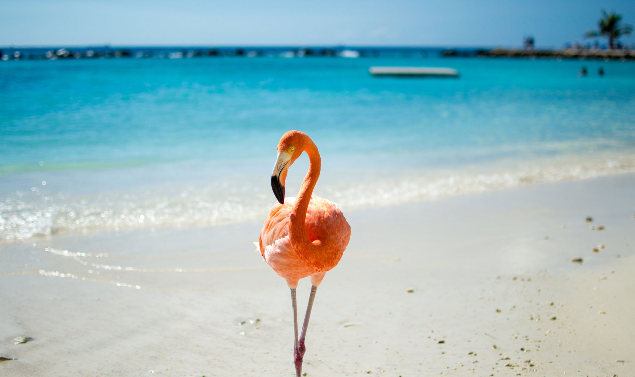 pink-flamingo-on-the-beach Surprisingly Ancient Species vol.1