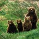 Abruzzo National Park bears