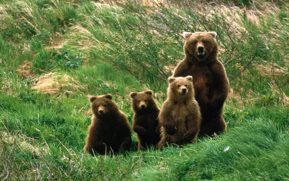 Abruzzo National Park bears