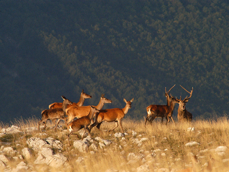 Abruzzo National Park wild deers in the park