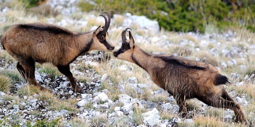 wild Antelope оf park Abruzzo