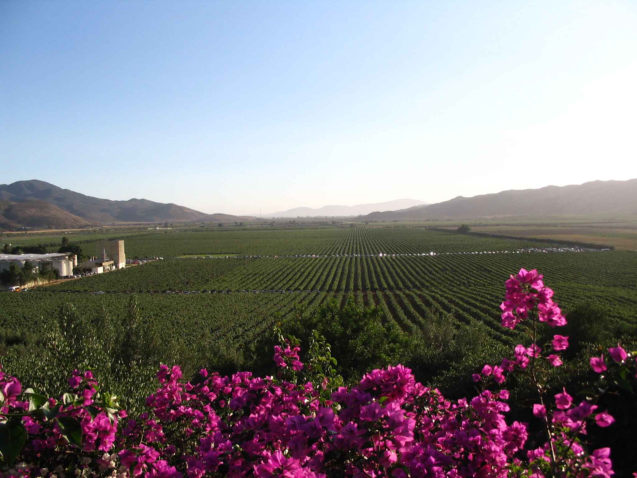 Baja California, Mexico vineyard