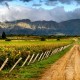 Tarija, Bolivia vineyard