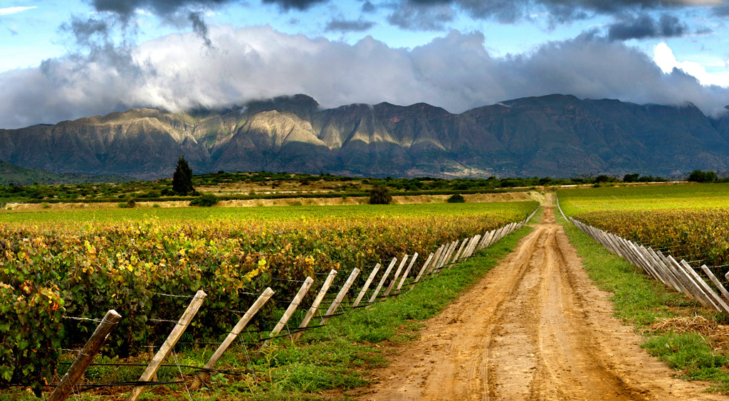 Tarija, Bolivia vineyard