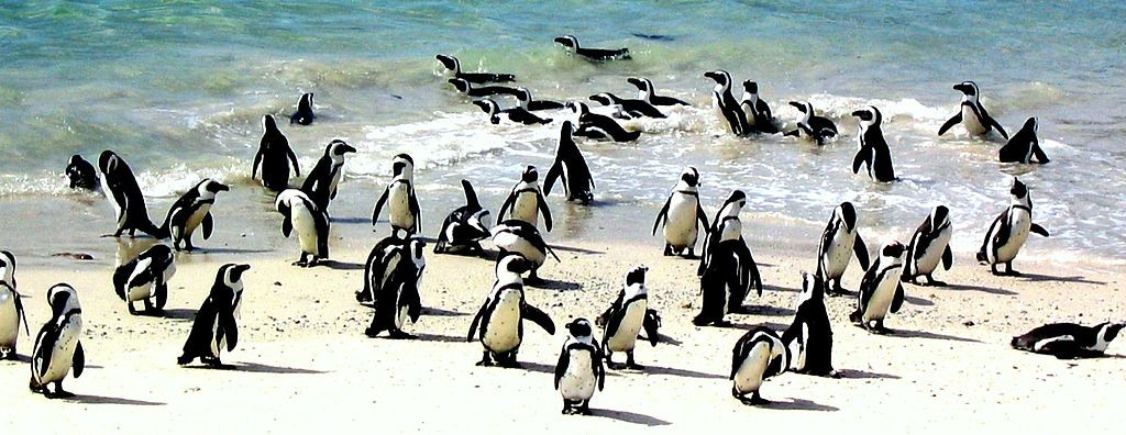 african-penguin-at_boulders_beach_south_africa