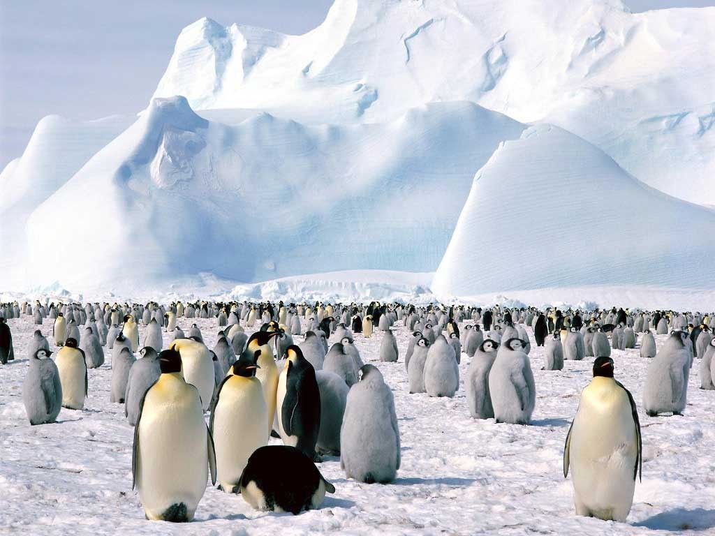 antarctica-penguin-birds