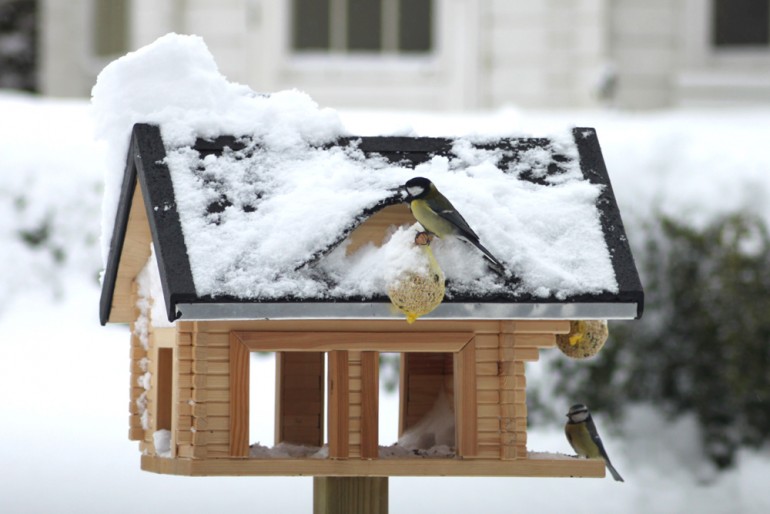 bird-feeding-in-garden-birdhouse