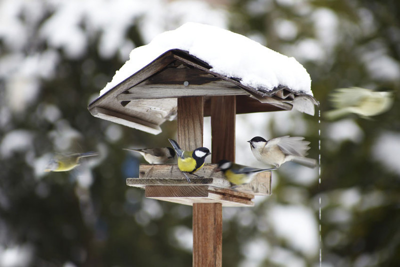 bird feeding-in-winter-birdhouse