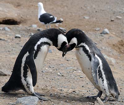 chile-penguin-snuggling-magdalena-island