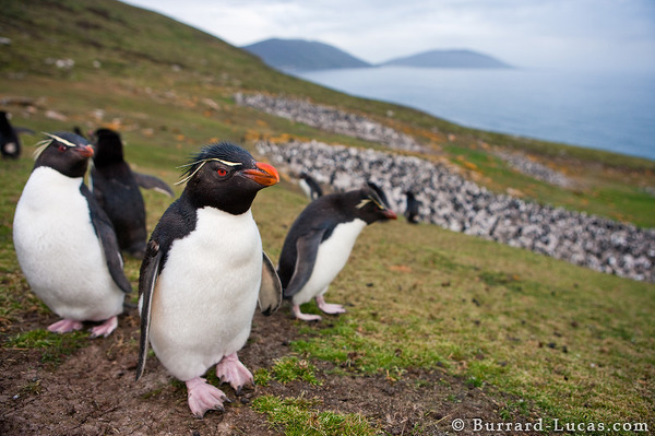 Saunders Island Penguins