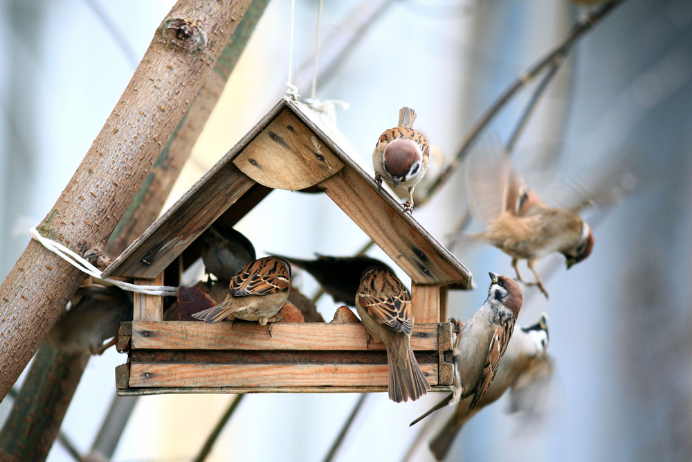 food-protection-bird-feed-bird-houses