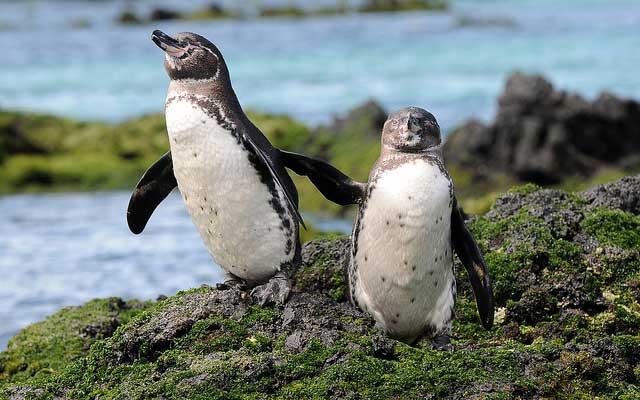 galapagos-penguins-nature-world-penguin-population