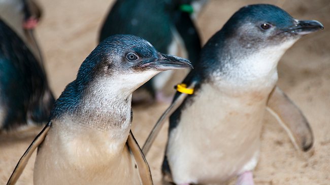 little-blue-australian-penguin