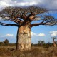 madagascar-island-nature-baobab-tree