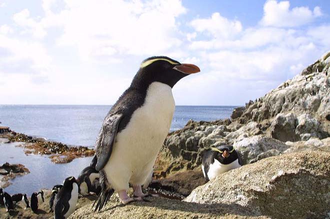 new-zealand-penguin