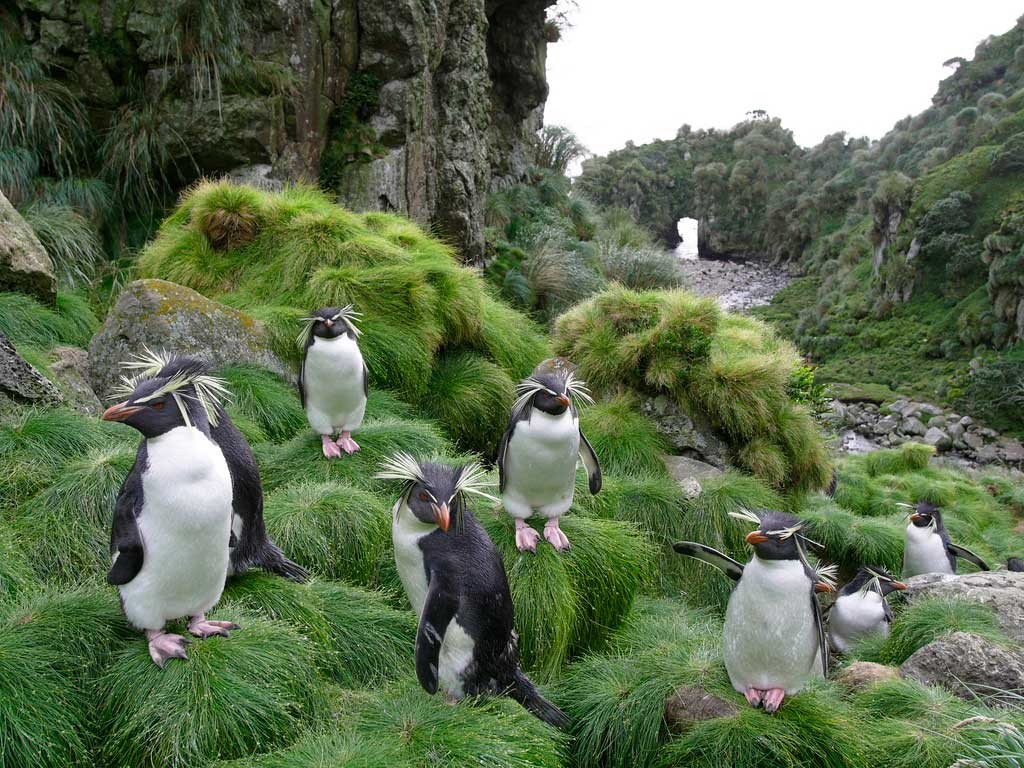 penguins-on-gough-island