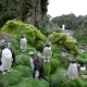penguins-on-gough-island