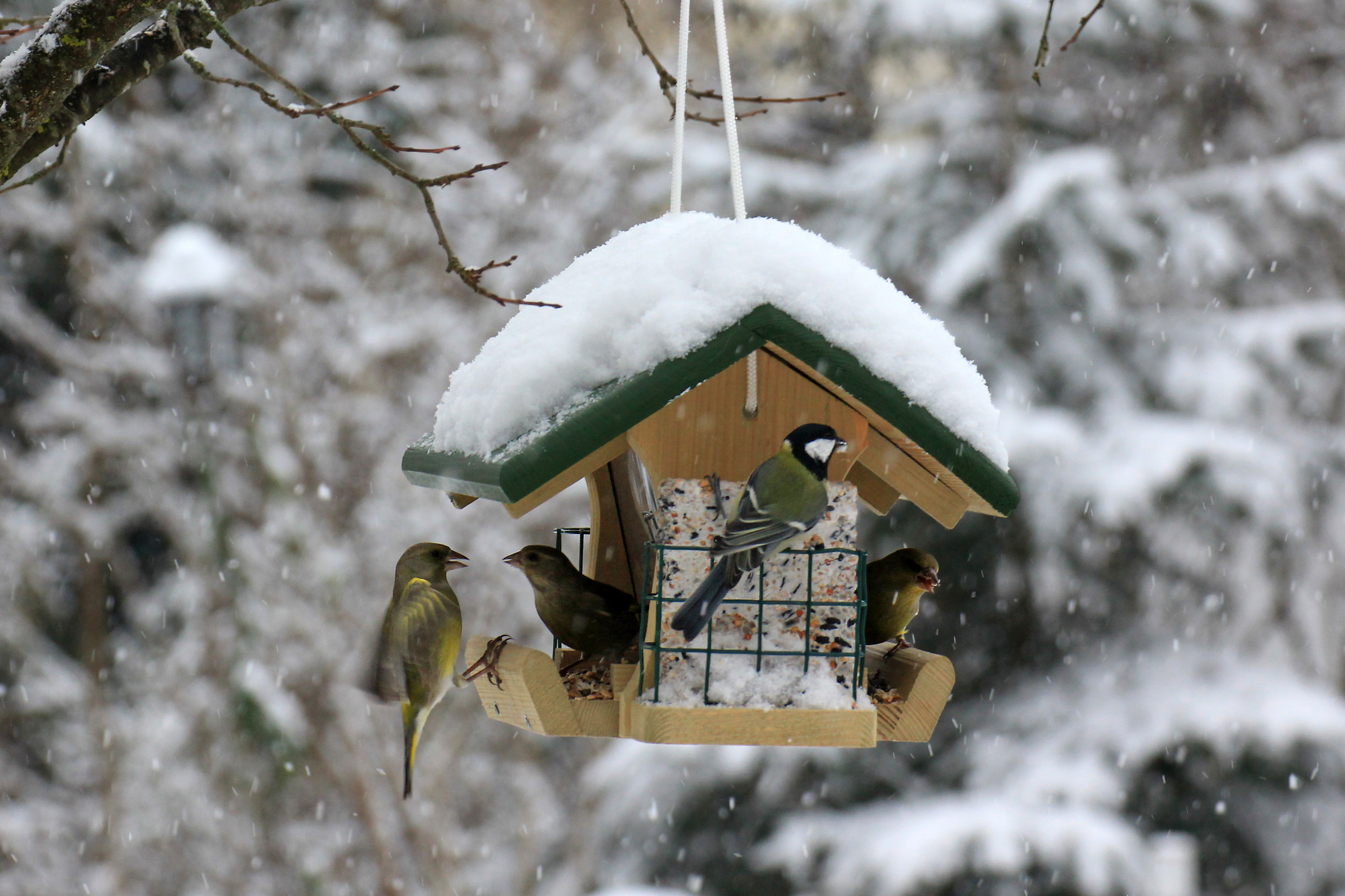 protection-and-food-in-the-winter-bird-house