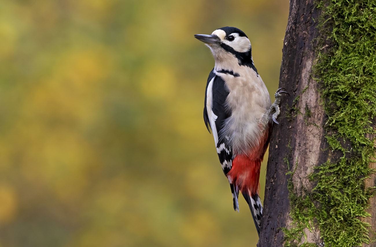 the-buntspecht-in-the-forest-bird-feeding bird feeder,bird feeders,feeding birds,types of bird feeders,how to