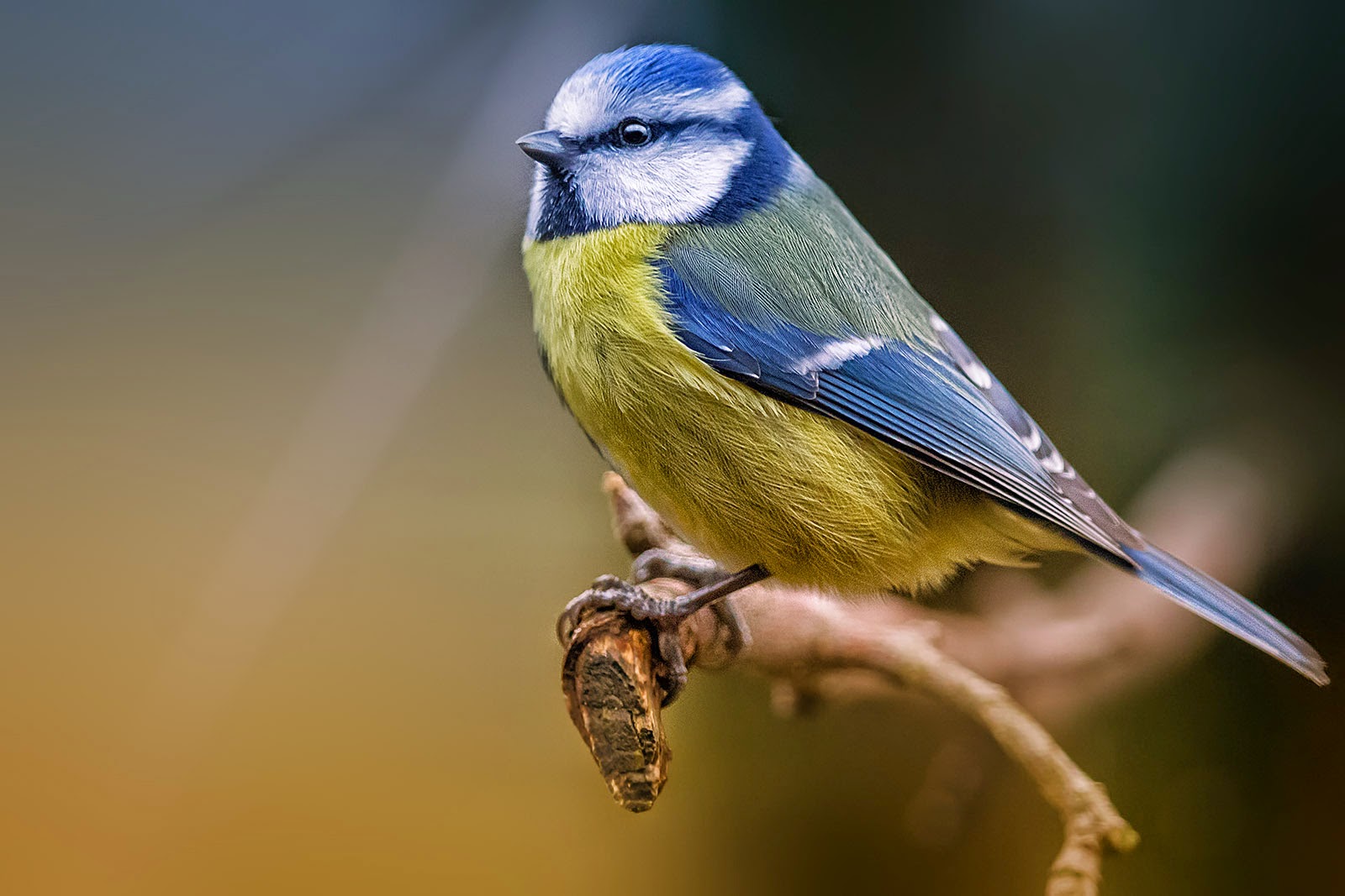 the-colorful-blue-bird-feeding Eurasian blue tit