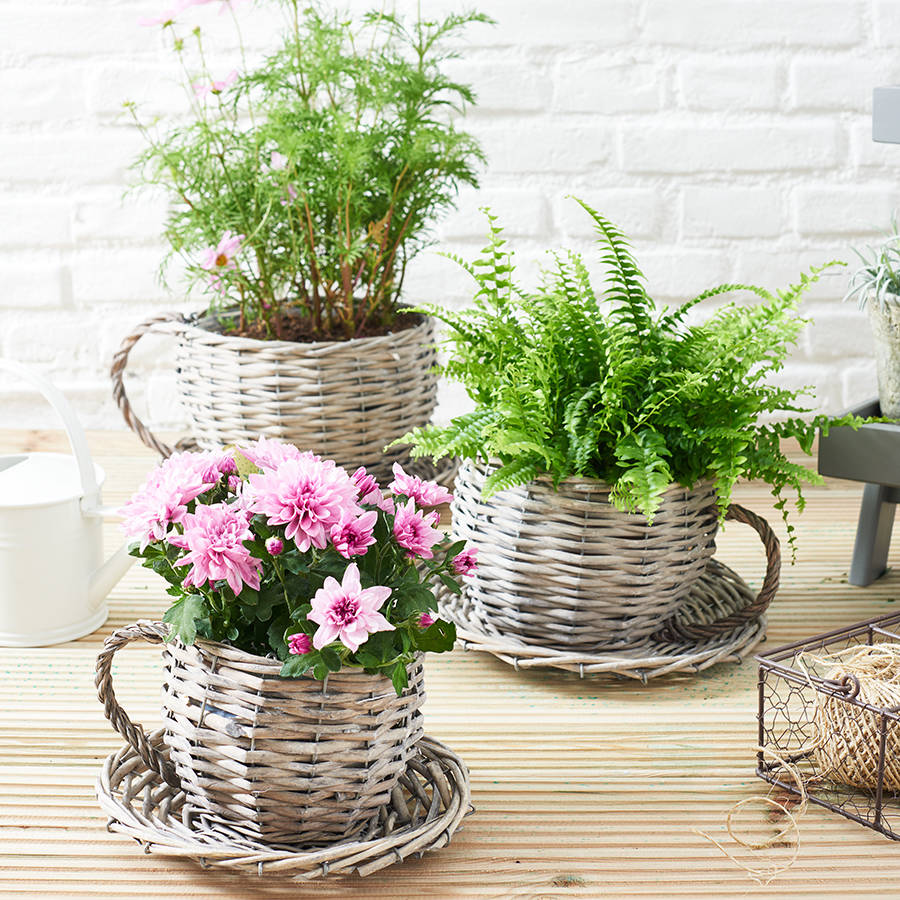 basket-tea-cup-flower-planter