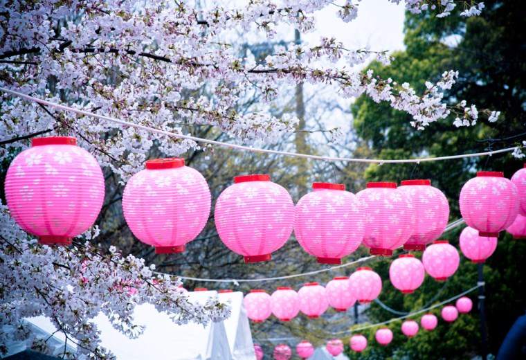 Beautiful effect with lanterns in pink and spring flowers decorating with paper lanterns