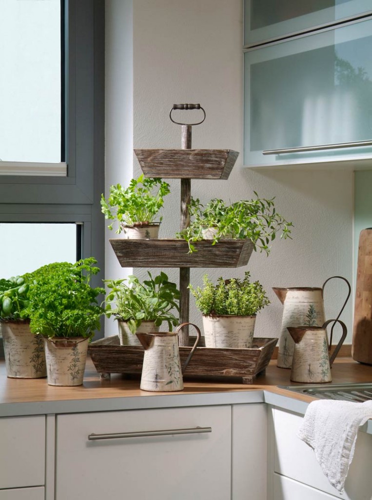 Herbs in the kitchen take potted plants