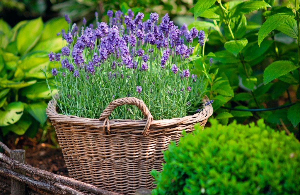 Lavender in the own garden pot plant