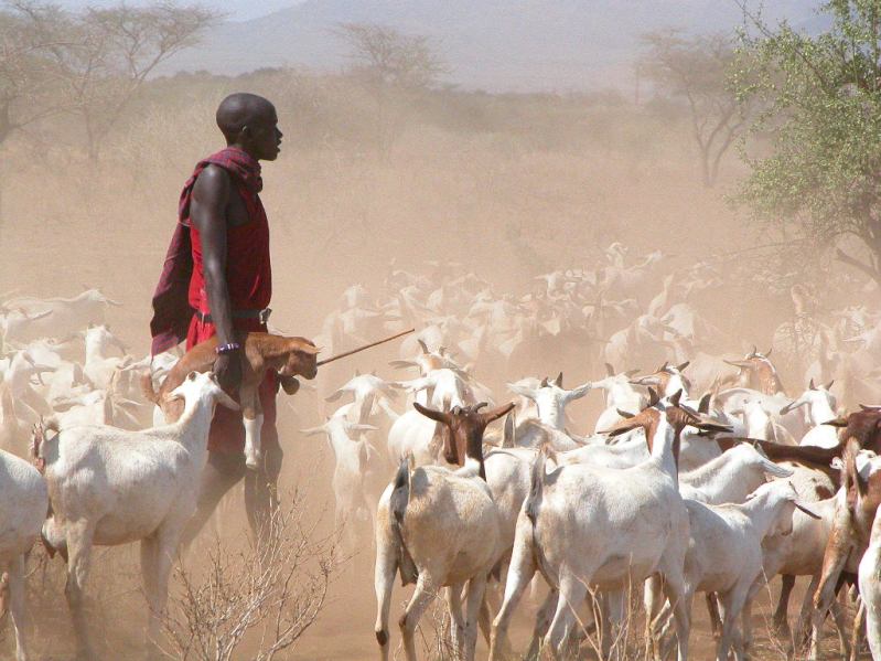 Maasai Cattle Kenya Young-Maasai-herder-sees-a-future-in-pastoralism