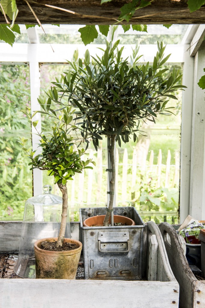 Trees in large curd overwintering in the greenhouse