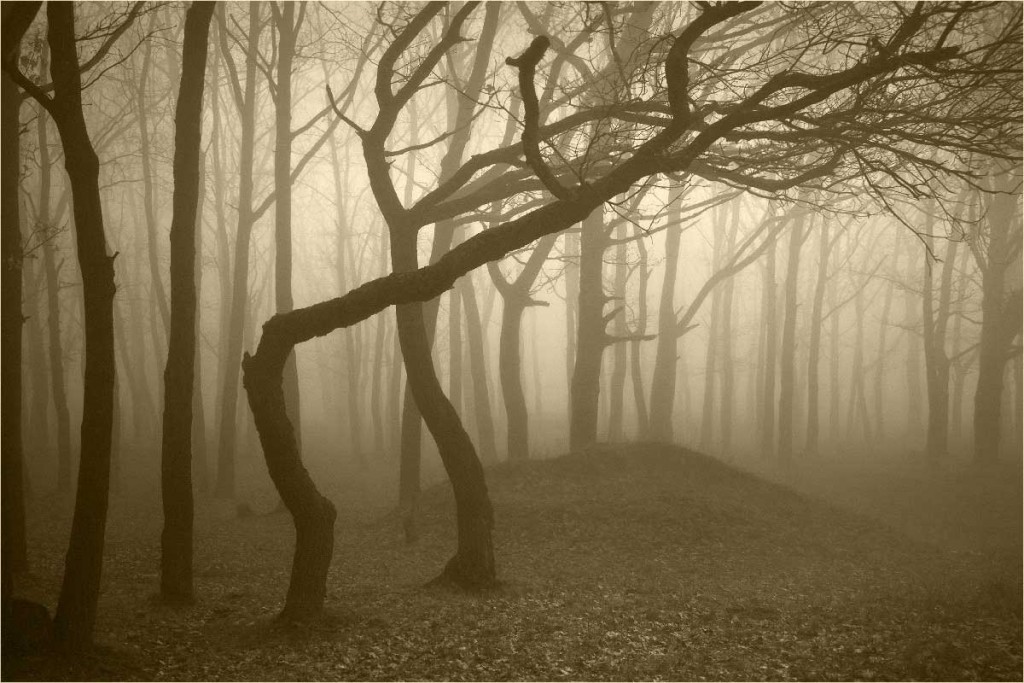 Haunted-forest-Hoia-Baciu-Transylvania-Romania-by-night